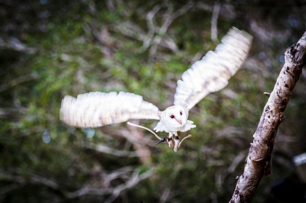 Barn Own in Flight