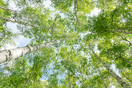 birch tree foliage in morning light, a Nature Photo by AlexBush