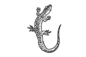 Lizard Bandaged Tail Sketch Vector