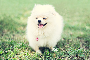 Small Cute Dog is Smiling