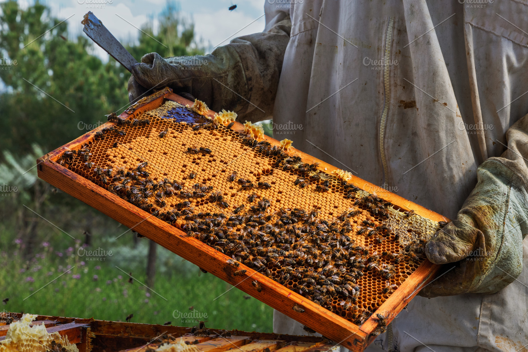Beekeeper wearing a protective suit, an Animal Photo by Perpis