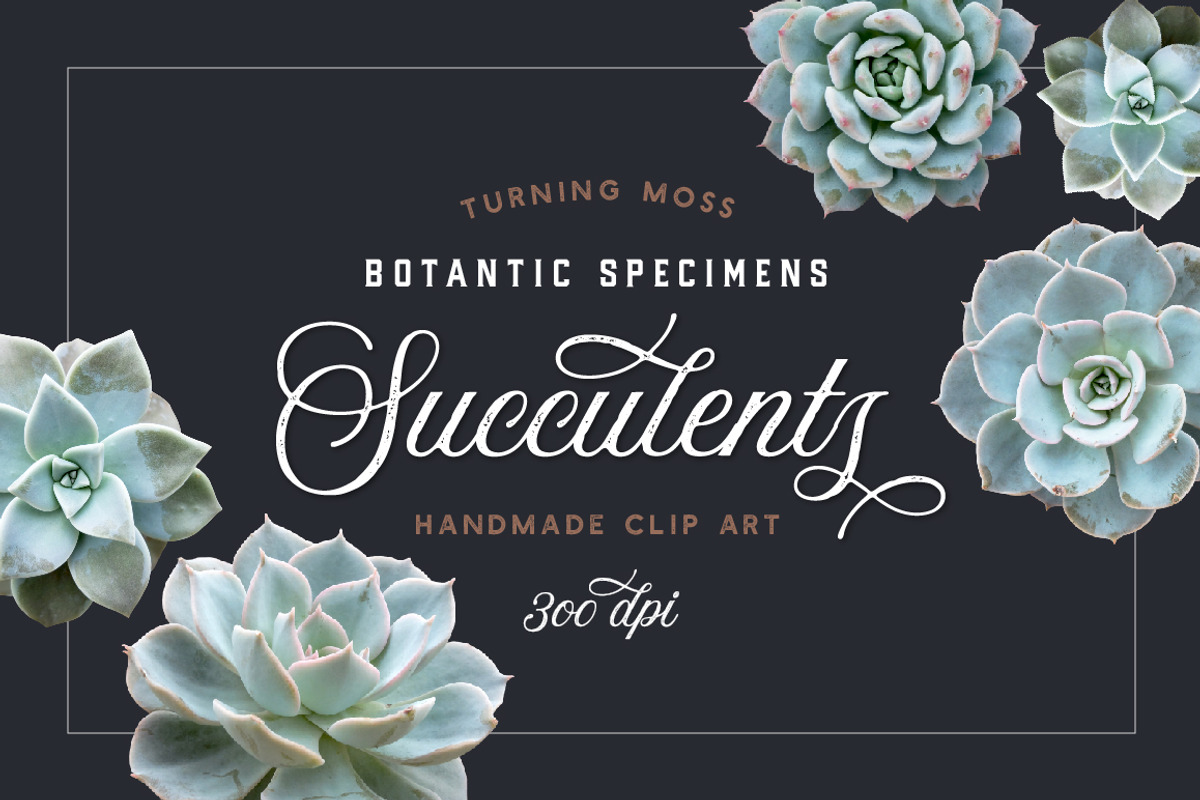 Succulents - Botanic Specimens, an Object Graphic by Turning Moss (Photo 1 of 5)