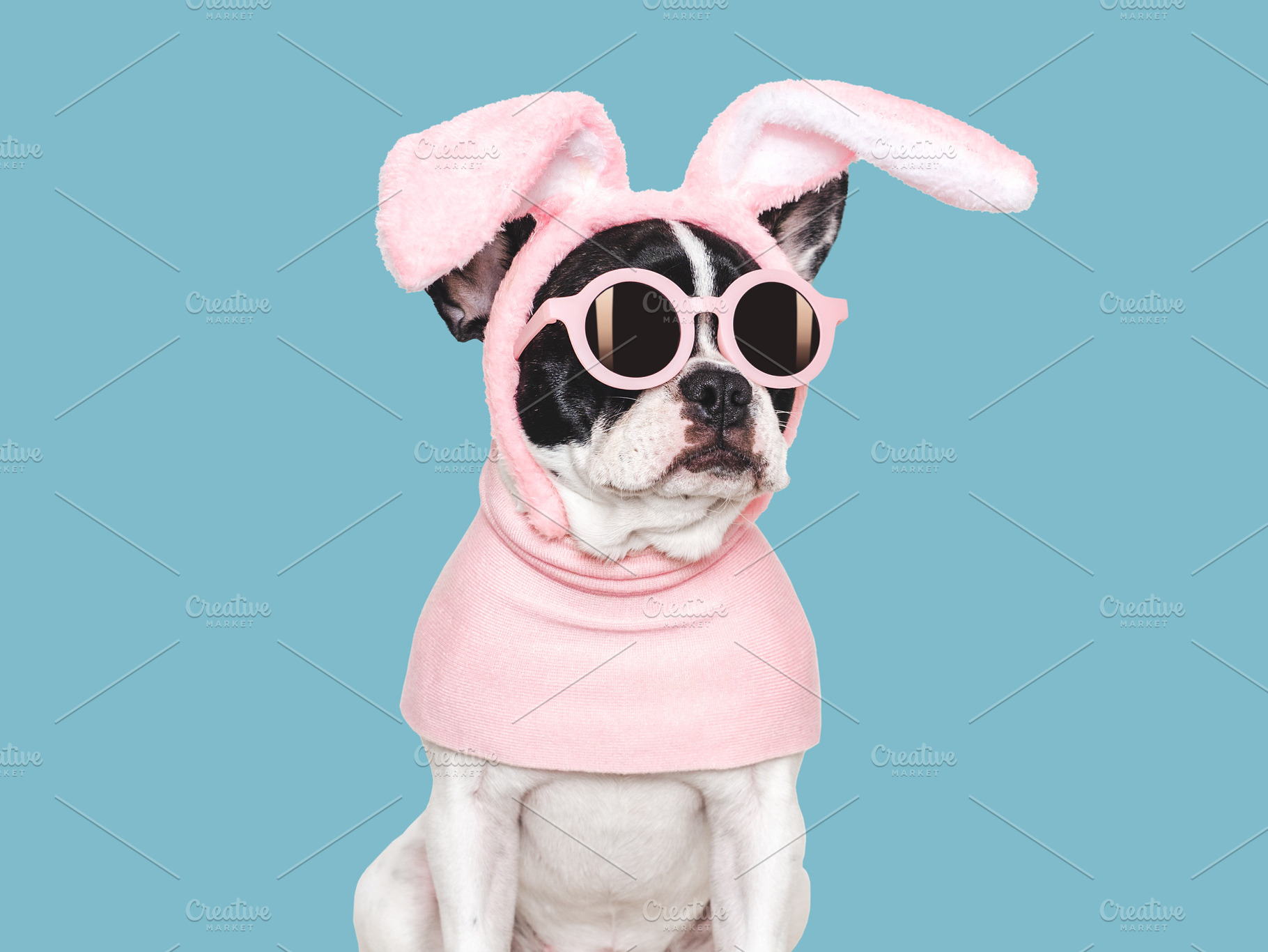 Lovable, pretty puppy and bunny ears. Close-up, an Animal Photo by Svetlana Barchan