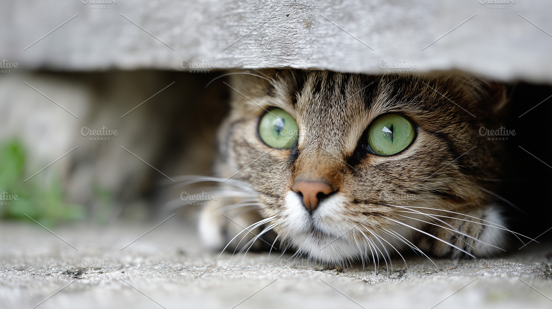 Tabby cat with striking green eyes, an Animal Photo by MistyDay