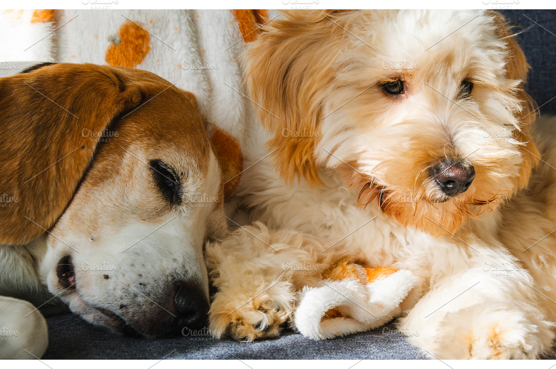 Cozy Nap: Senior Beagle and Fluffy, an Animal Photo by MadPhotos