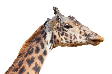Transparent PNG of A Giraffe Head., an Animal Photo by Andy Dean Photography
