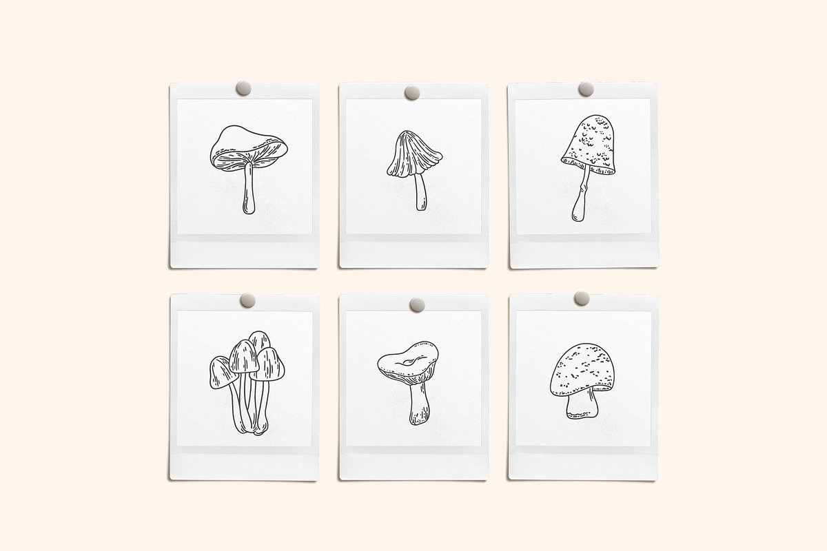 Toadstools Vector Illustrations, a Decorative Illustration by Emma Webb Studio (Photo 6 of 7)