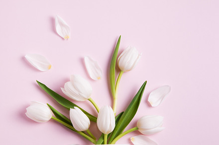 Tulip Design