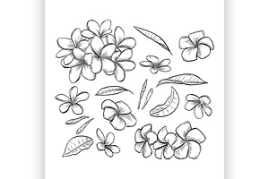 Vector Hand Drawn Elegant Plumeria