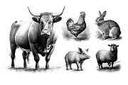 Farm animals - illustrations, an Animal Illustration by Graxaim Mock-up (Thumbnail 3 of 5)