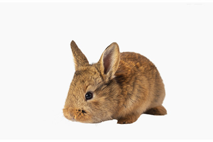 red rabbit isolated on white, an Animal Photo by Pakosta