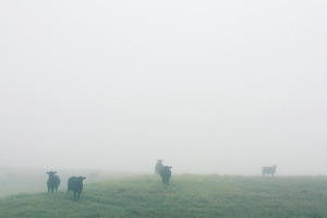 Cows in the Mist