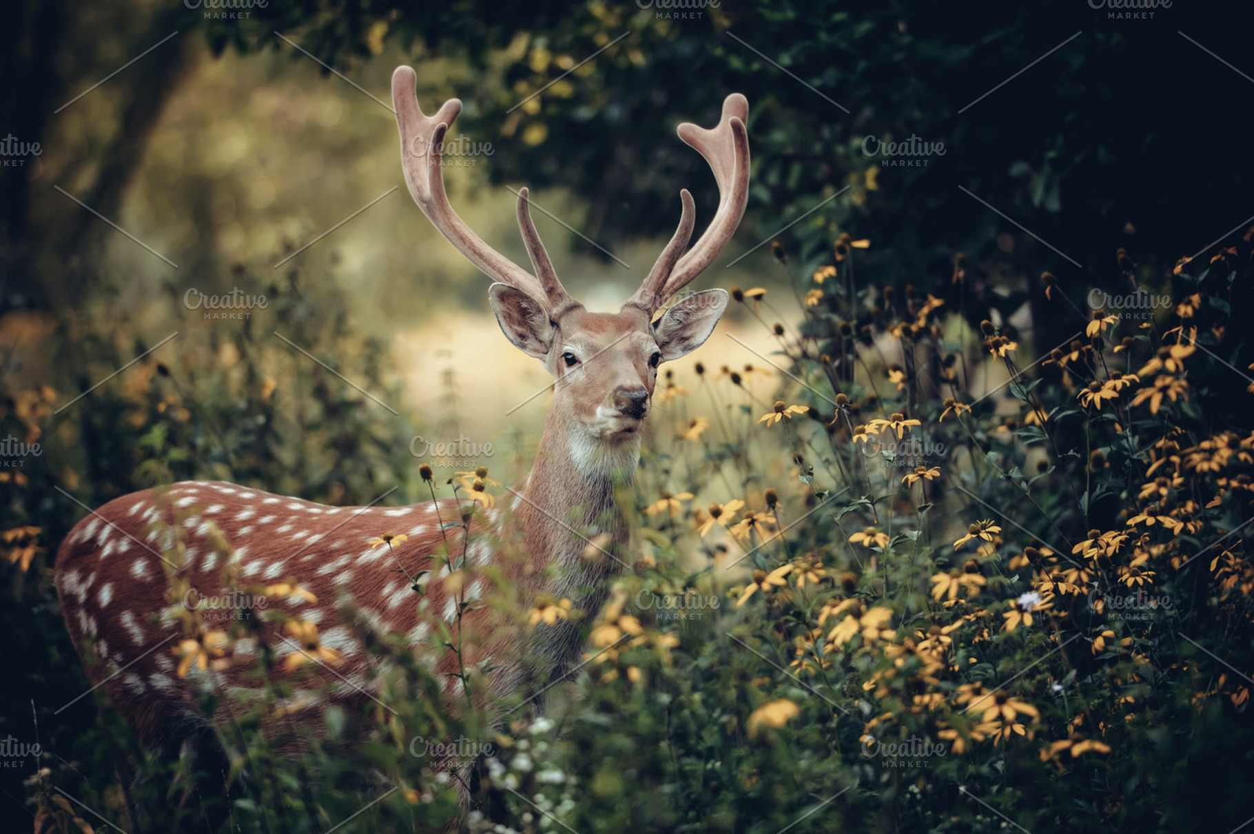 Deer containing deer, nature, and wildlife, an Animal Photo by Byrdyak