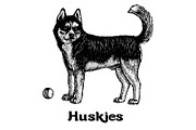 Dogs collection, part 1, an Animal Illustration by ZotovShop (Thumbnail 9 of 9)