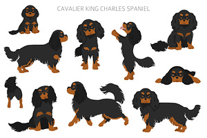 Cavalier King Charles Spaniel