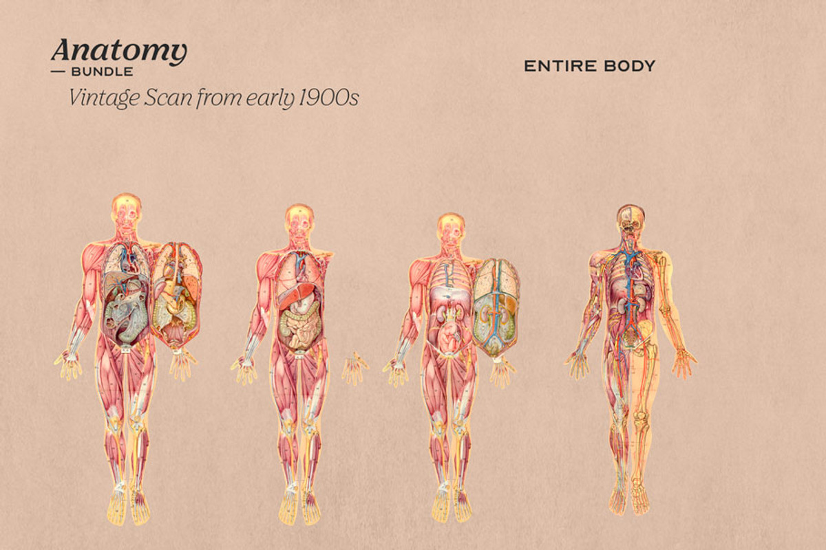 Anatomy Collage Elements 200+, an Illustration by Francesco Stefanini (Photo 9 of 10)