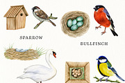 Watercolor Birds and their Nests PNG, an Illustration by svetodesign (Thumbnail 2 of 4)