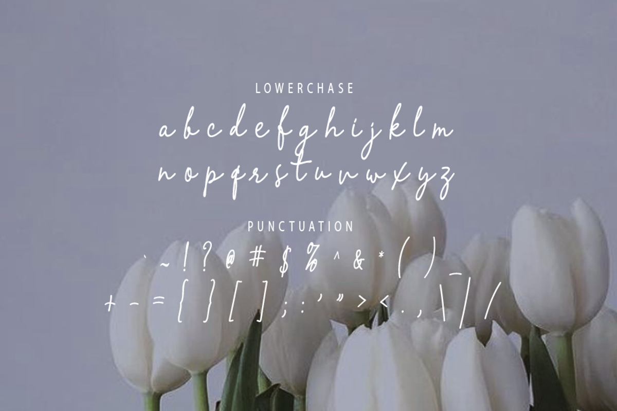 Lamelan, a Script Font by GlottaTypeface (Photo 8 of 8)