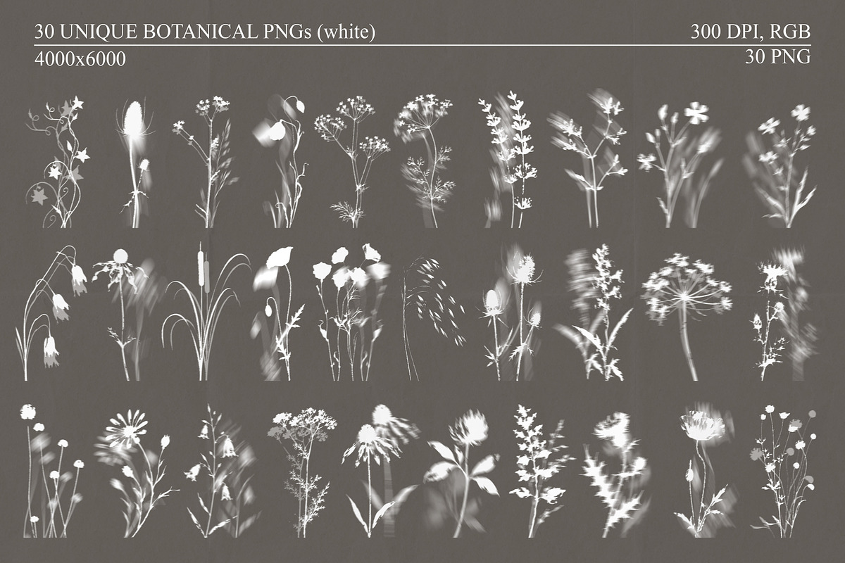 Shadow Bloom Analog Botanical PNG, an Object Graphic by DreamoraArt (Photo 3 of 10)