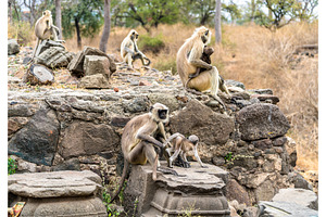Gray langur monkeys at daulatabad fort in india containing india, monkey, and, an Animal Photo by Leonid Andronov