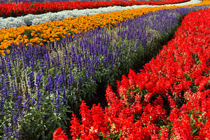 Salvia And Cockscomb Flowers Garden Background
