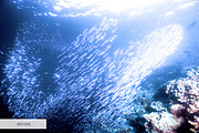Underwater Photography Presets, a Plug-in Add-On by FixThePhoto (Thumbnail 8 of 32)
