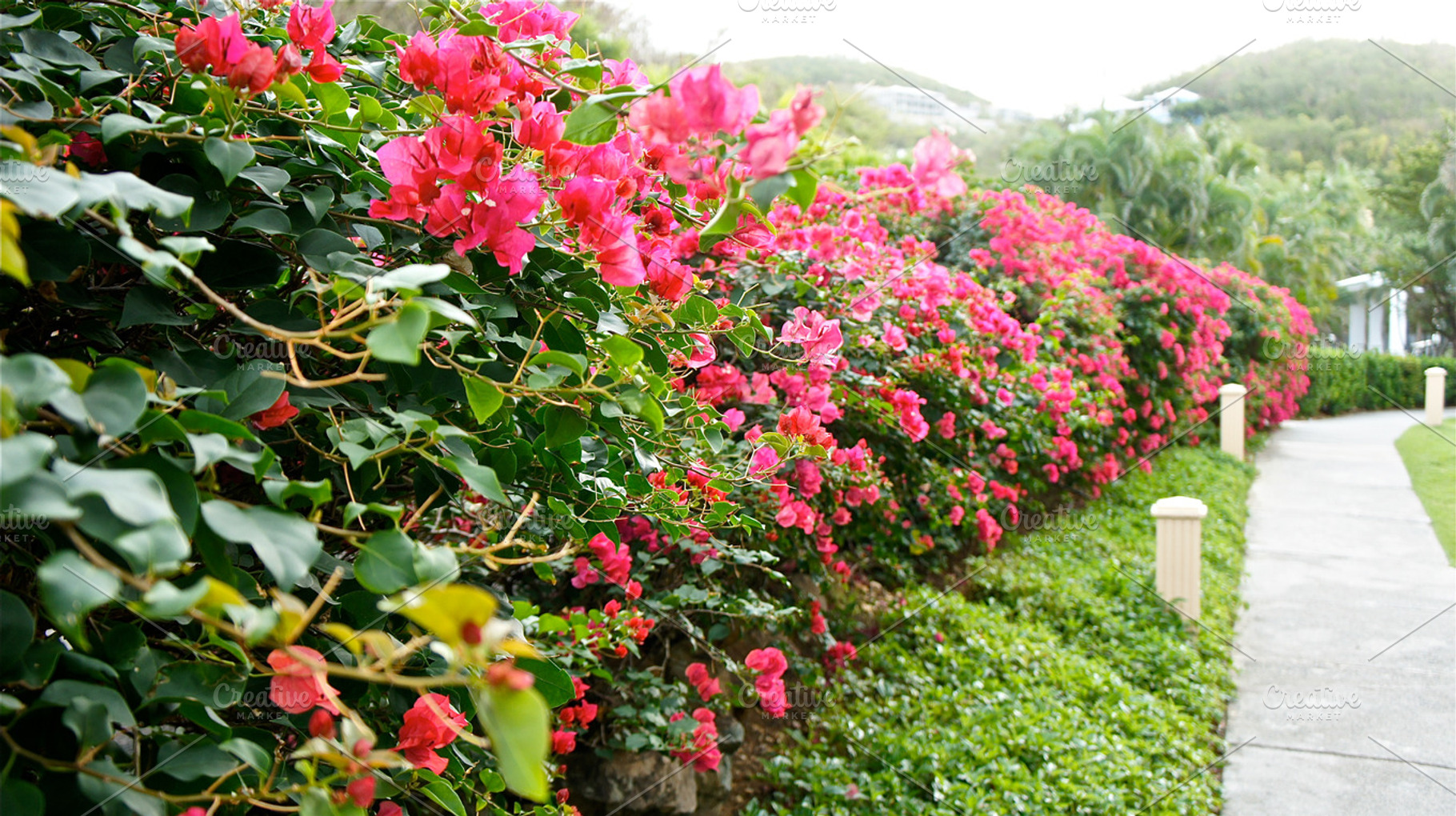 Bougainvillea Pathway