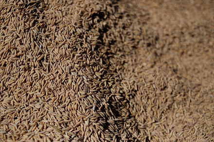 Close-up of rice texture (grain)