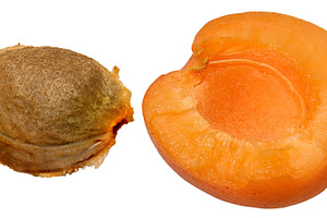 Half of a ripe apricot and a pit on an isolated background, a Food & Drink Photo by ndanko
