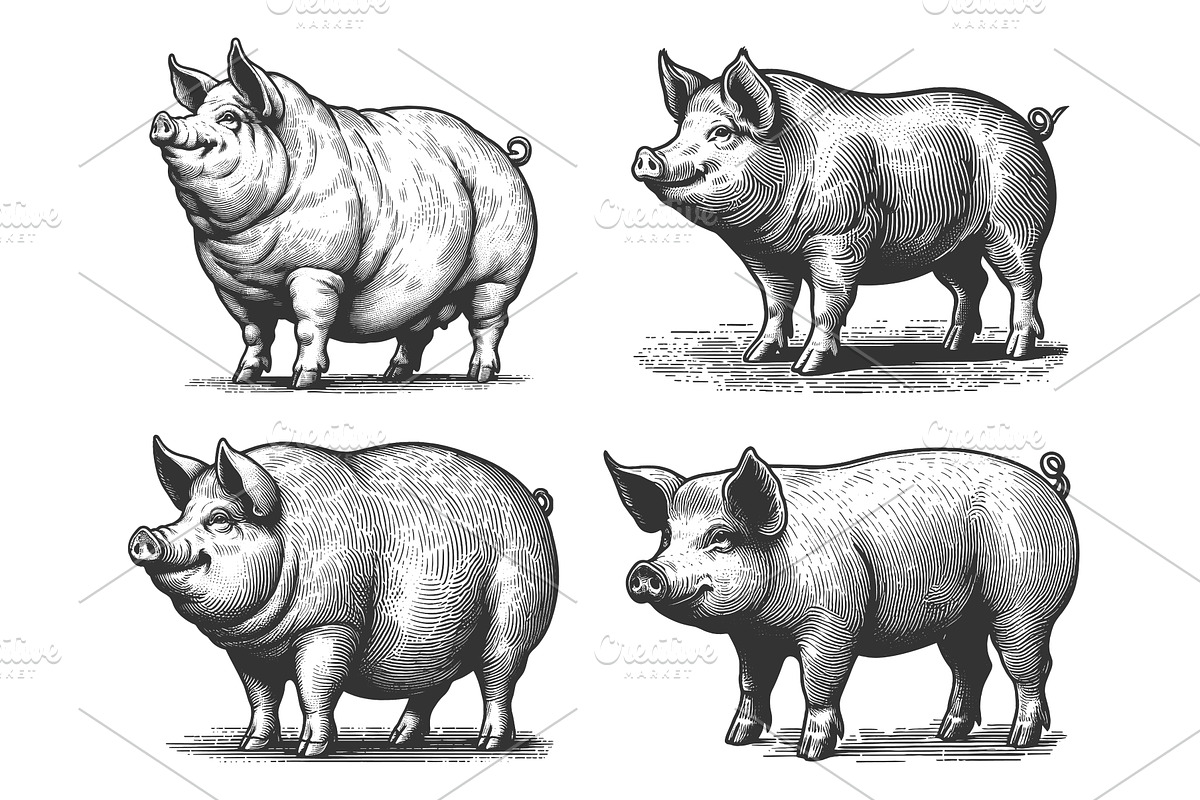 Farm Pig engraving set vector, an Animal Illustration by AlexArt