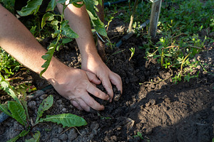 Hands Planting Young Tree, a Nature Photo by Ales Munt