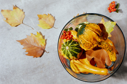 autumn flat lay on concrete background with pumpkins, a Background Photo by Alliance Images