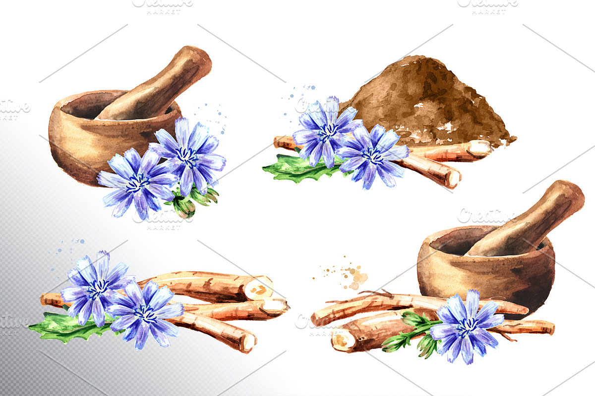 Chicory. Watercolor collection, a Food Illustration by Daria Ustiugova (Photo 5 of 9)