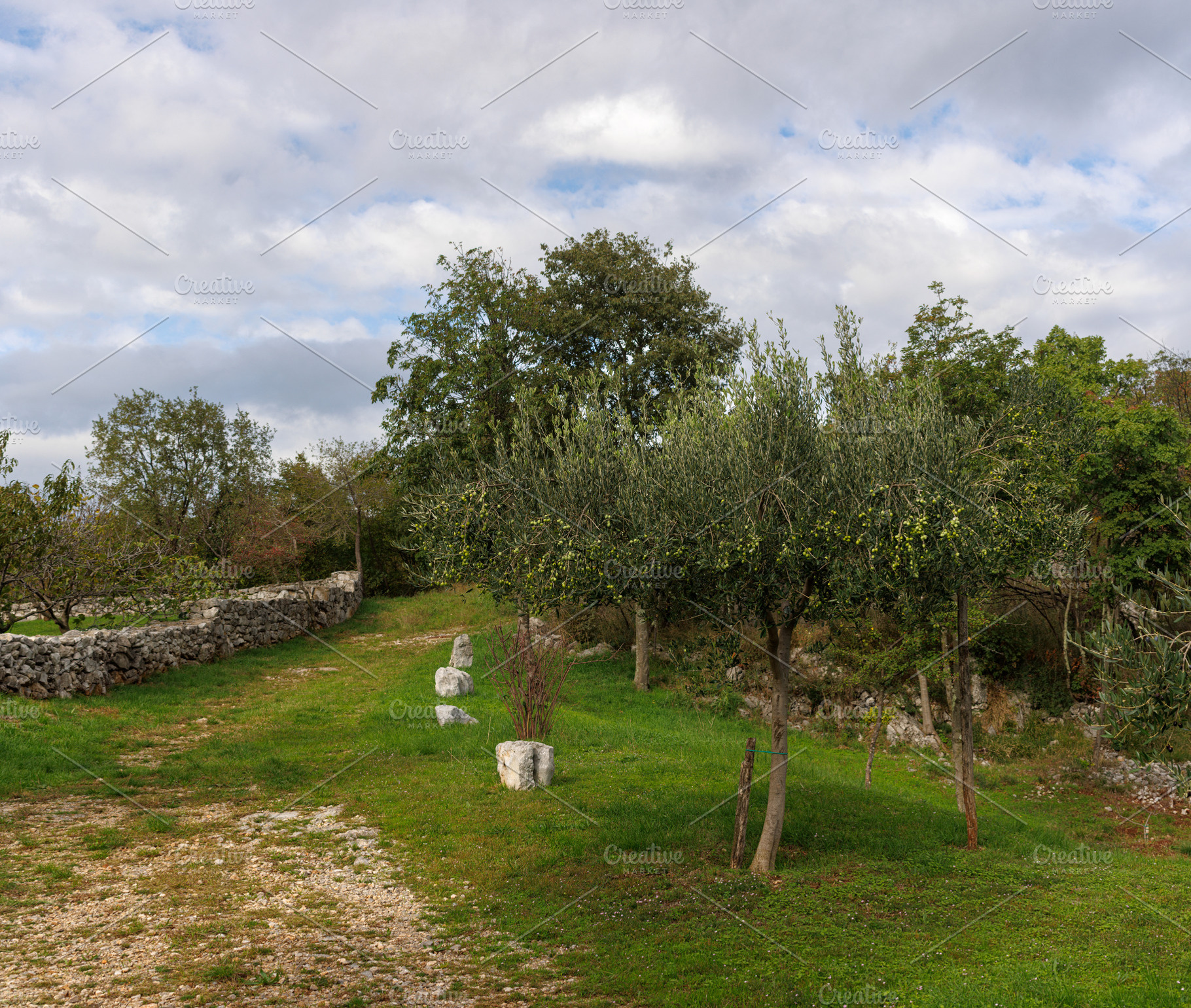 Olive grove,Cerje, Slovenia Europe, a Nature Photo by Bepslabor