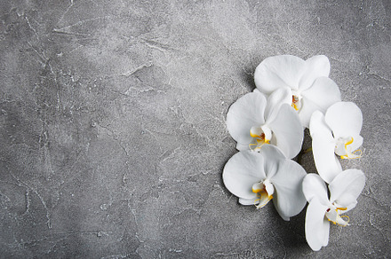 White orchids stock photo containing orchid and white, a Nature Photo by Olena Rudo