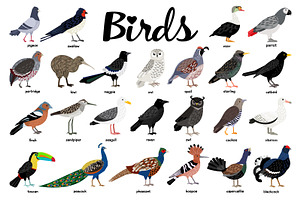 Big Set Of Different Birds