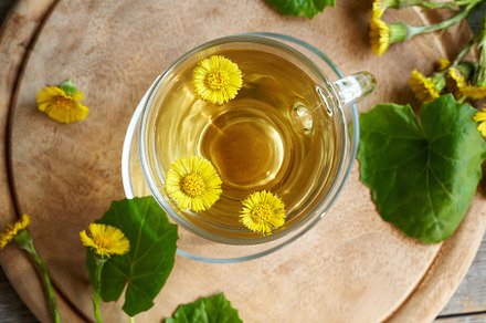 A cup of coltsfoot tea with fresh coltsfoot flowers and leaves, a Food & Drink Photo by Madeleine Steinbach