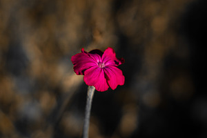 Flower, a Nature Photo by jakub_kopecky