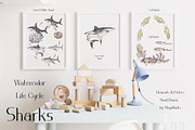 Watercolor Sharks Life Cycle Set, an Education Illustration by MayaNavits (Thumbnail 7 of 9)