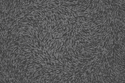 Circle Tones Vol. 9 | 20 Halftones, a Texture Graphic by invisiblelayer (Thumbnail 4 of 5)