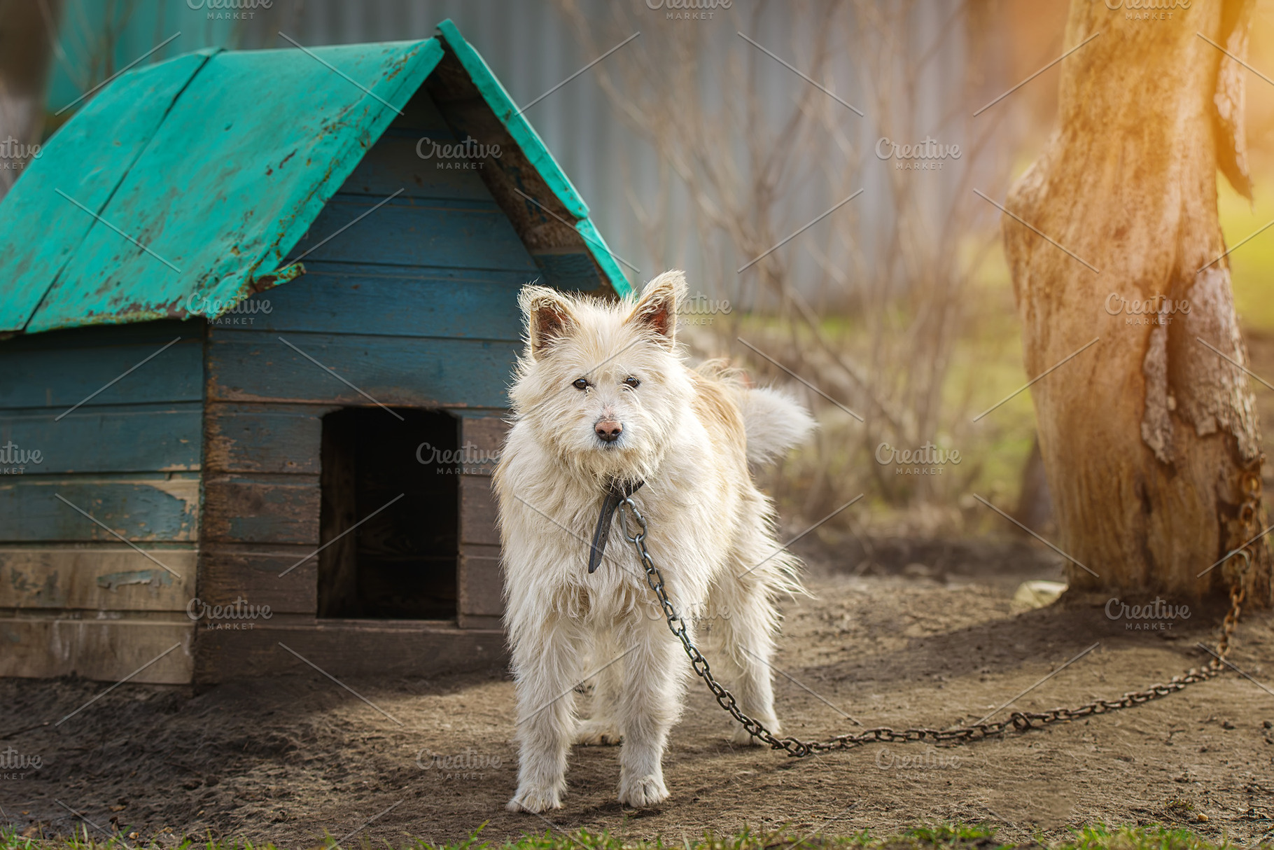 Dog on a chain. The dog protects the, an Animal Photo by AlexBush