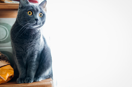 portrait of a British gray cat on a white background, close-up,, an Animal Photo by TanaCh