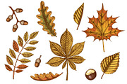 Autumn leaves. Vector Collection, an Illustration by Tabiti (Thumbnail 3 of 9)