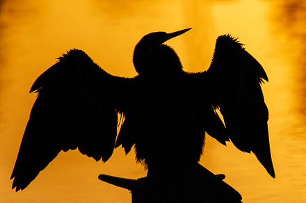 Little Pied Cormorant Silhouette, an Animal Photo by Rob D