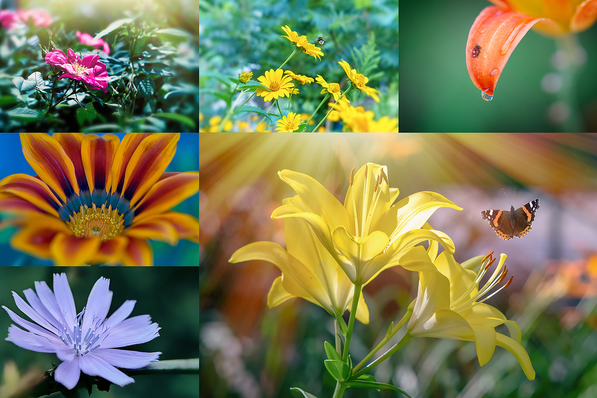 Flower collection 100 photos, a Nature Photo by Vladimir Kazimirov (Photo 11 of 14)