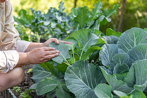 Farmer examining collard, a Food & Drink Photo by Grafvision photography