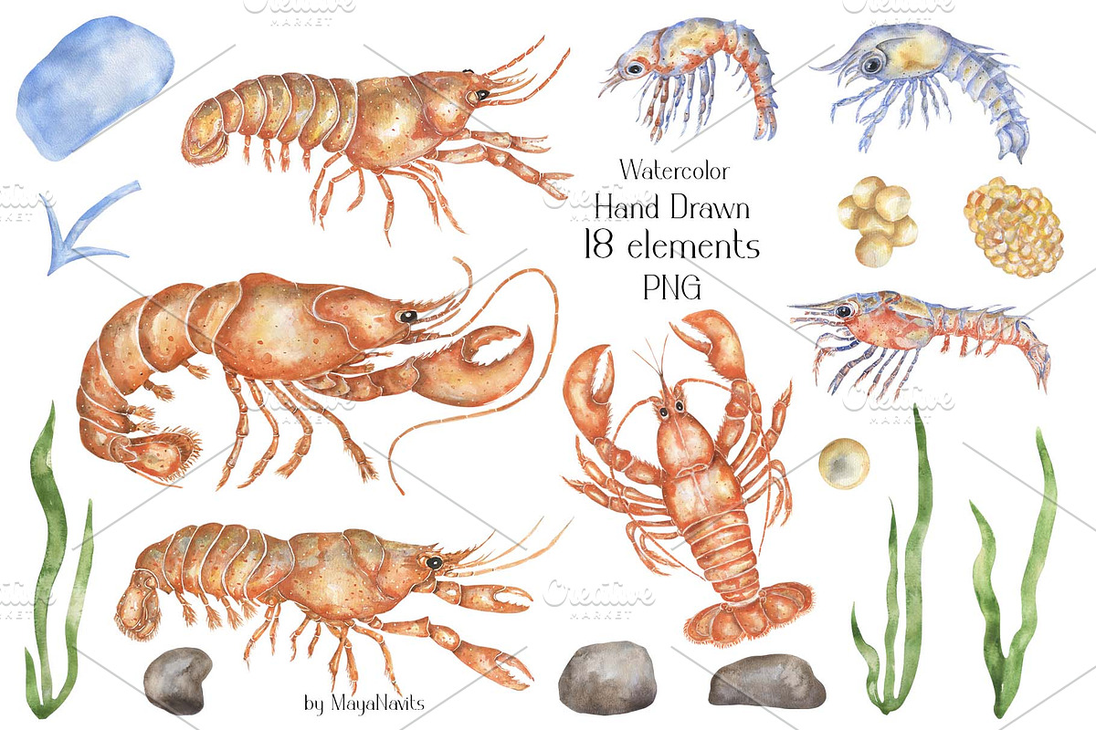 Watercolor Lobster Life Cycle, an Education Illustration by MayaNavits (Photo 5 of 7)