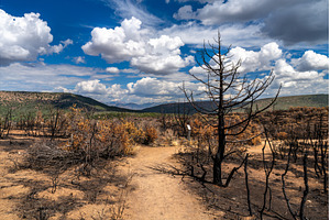 Wildfire burn scar in Black Canyon, a Nature Photo by Leonid Andronov