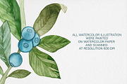 Watercolor Blueberry Clipart, an Illustration by MilanaDesignShop (Thumbnail 4 of 4)