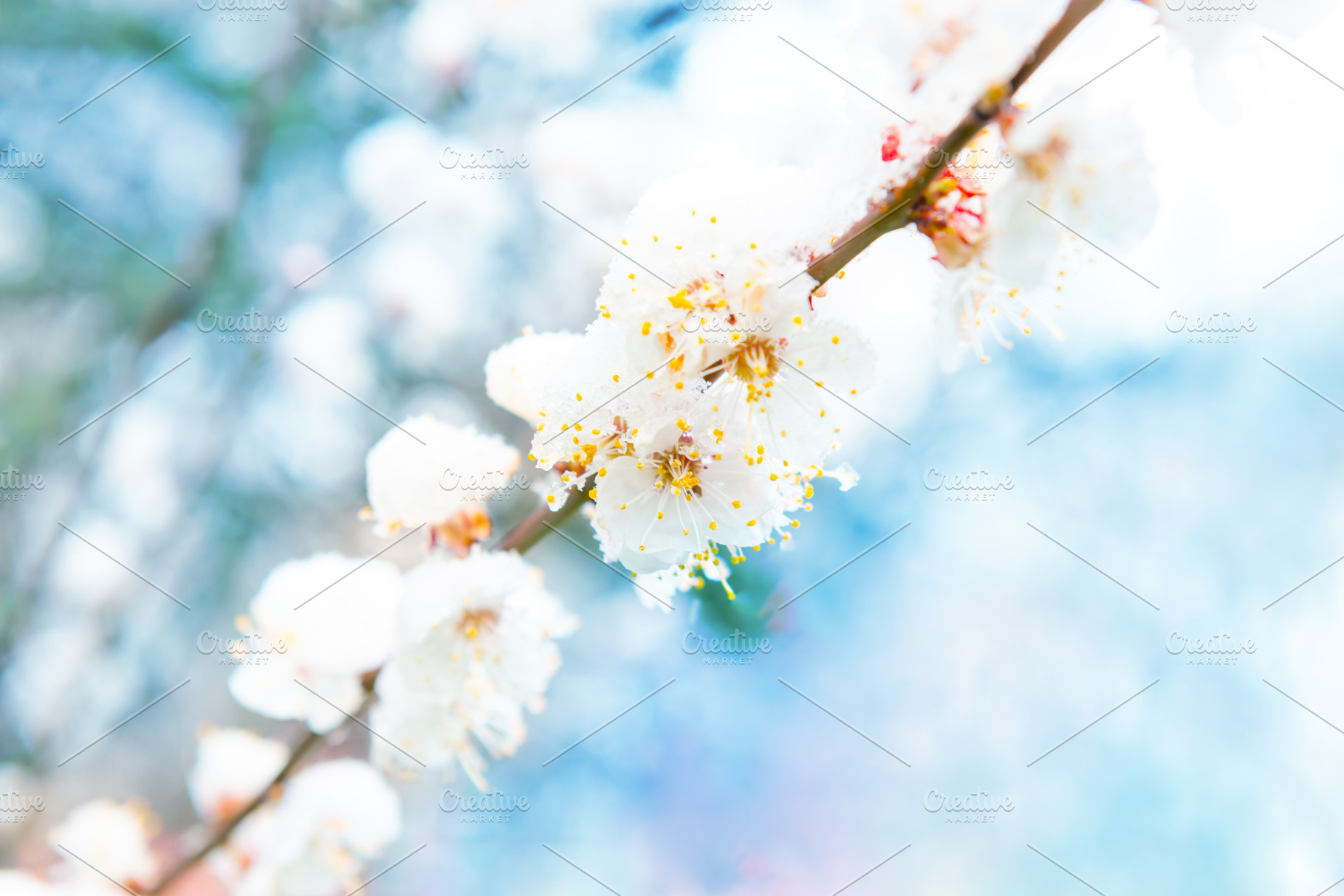 White flowers of branch apricot tree in snow, a Nature Photo by Vapi